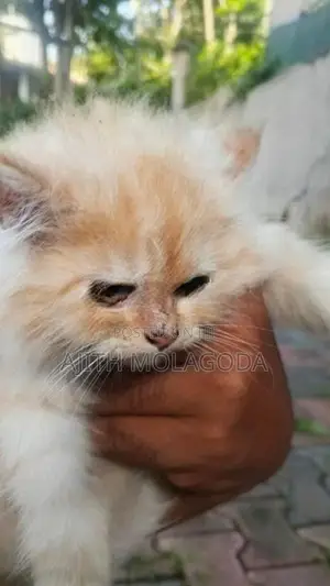 Persian Cat