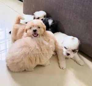 Maltese Terrier Puppy