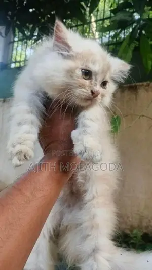 Persian Cat