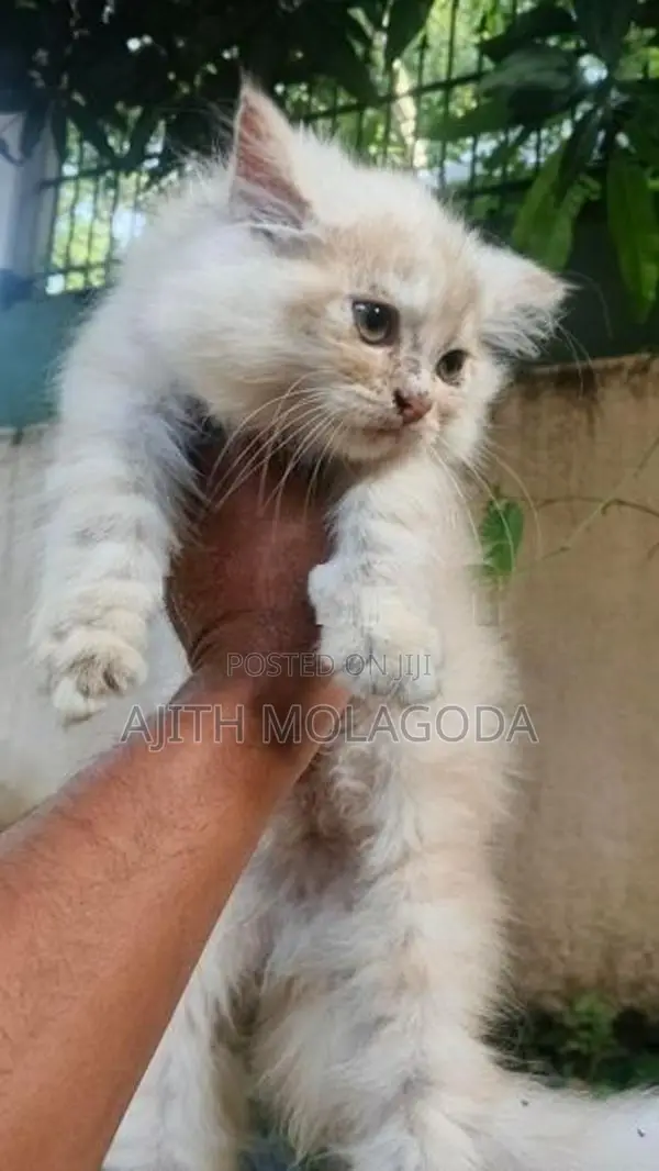 Persian Cat