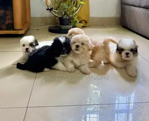 Maltese Terrier Puppy