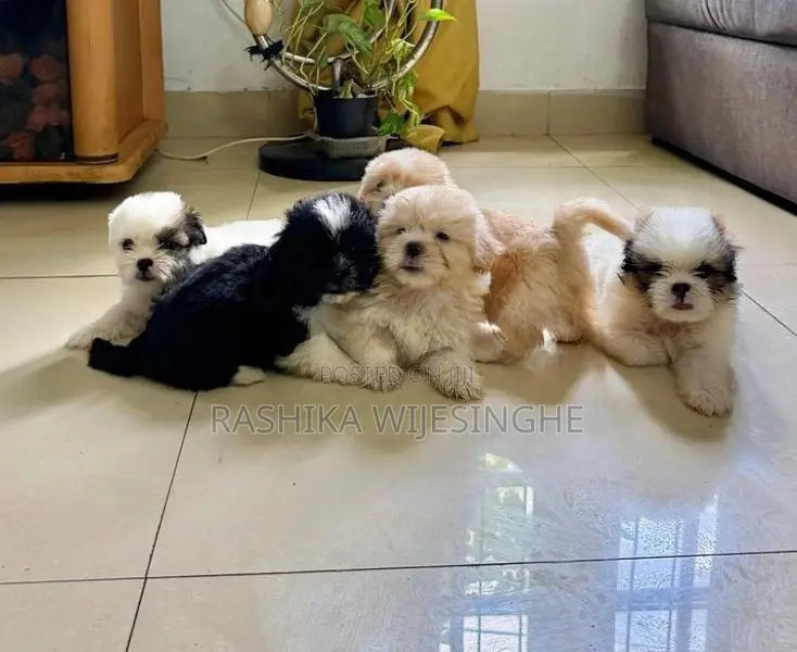 Maltese Terrier Puppy