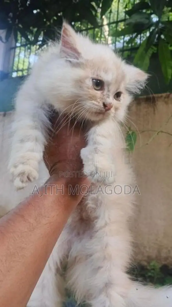 Persian Cat