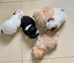 Maltese Terrier Puppy