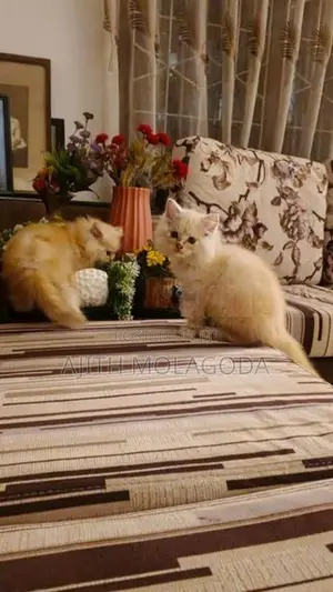 Persian Cat
