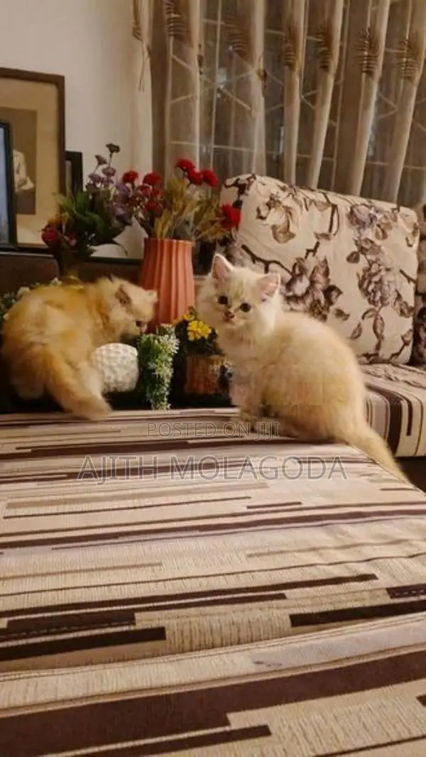 Persian Cat