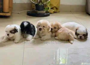 Maltese Terrier Puppy