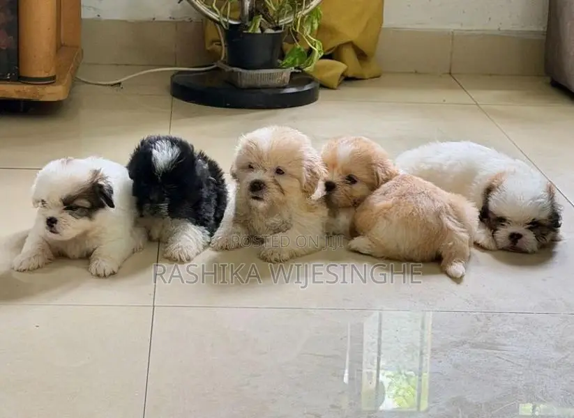 Maltese Terrier Puppy