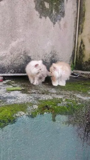 Persian Cat