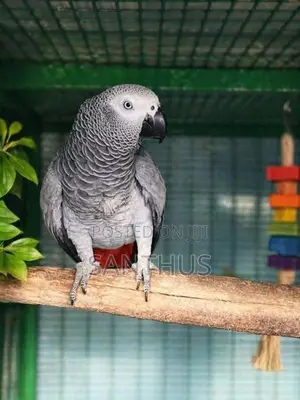 African Grey Female