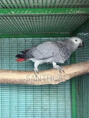African Grey Female