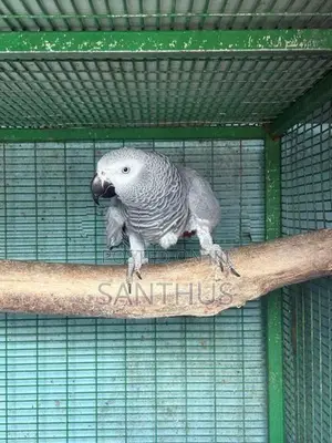 African Grey Female