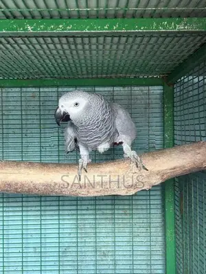African Grey Female
