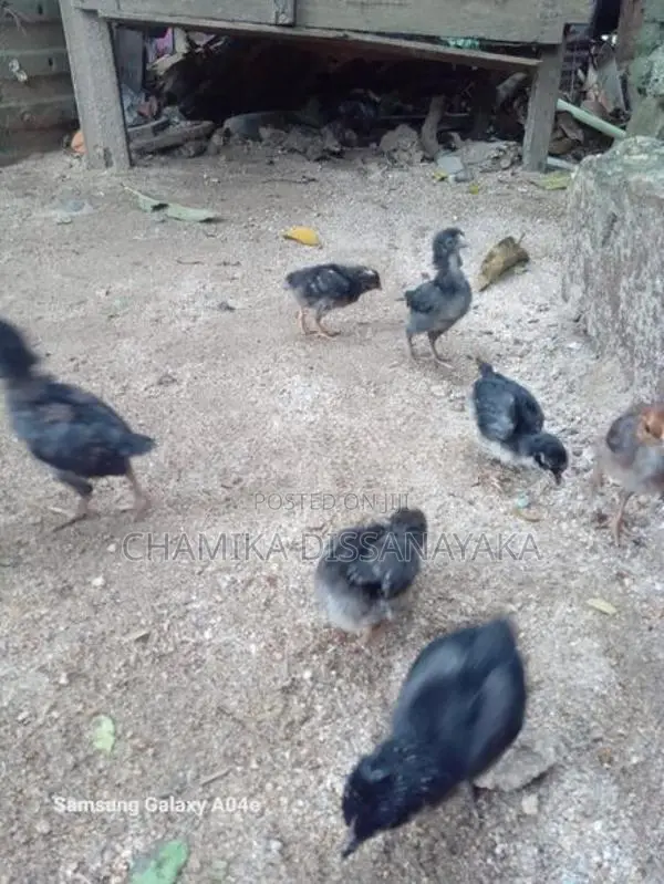 ගම්කිකිළියෝ සහ කුකුලෝ
