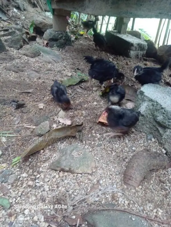 ගම්කිකිළියෝ සහ කුකුලෝ
