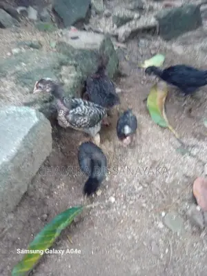 ගම්කිකිළියෝ සහ කුකුලෝ