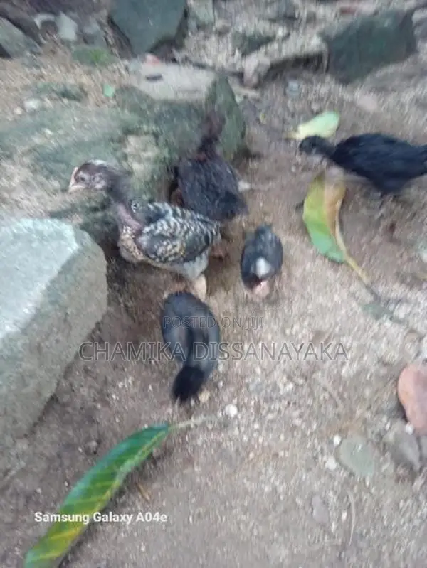 ගම්කිකිළියෝ සහ කුකුලෝ