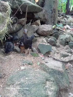 ගම්කිකිළියෝ සහ කුකුලෝ