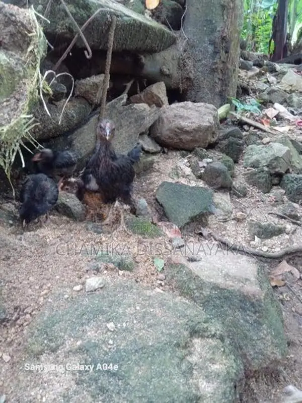 ගම්කිකිළියෝ සහ කුකුලෝ