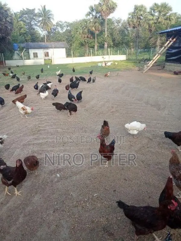 நாட்டு கோழி