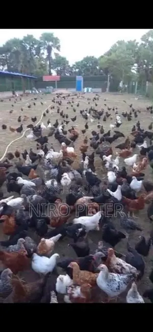நாட்டு கோழி