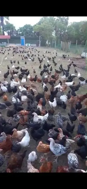 நாட்டு கோழி