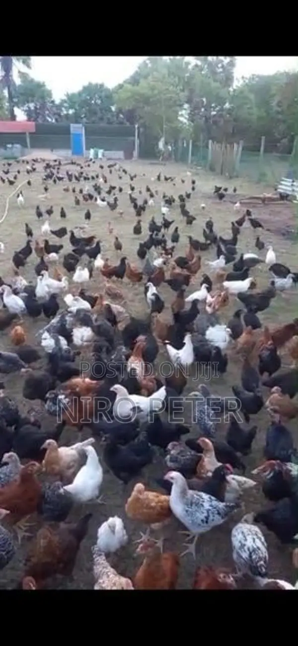 நாட்டு கோழி