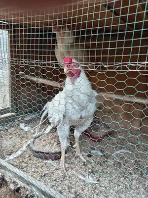 White Parrot Beak