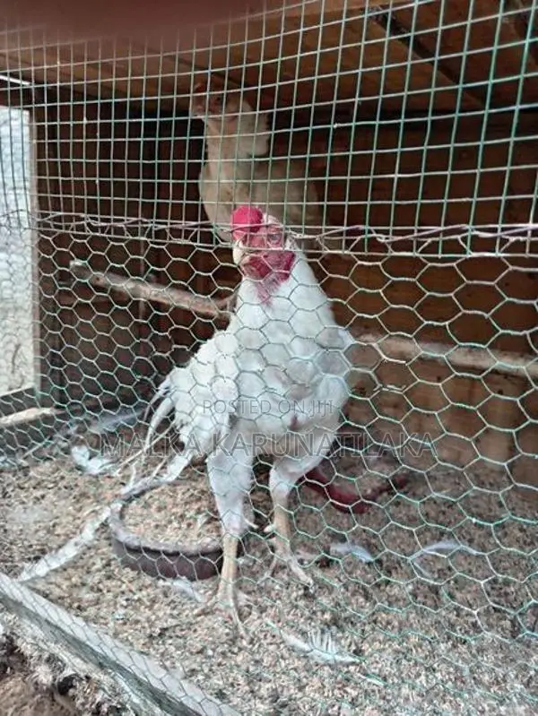 White Parrot Beak