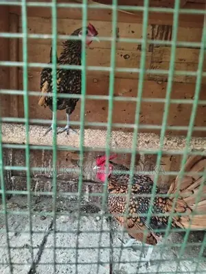 White Parrot Beak