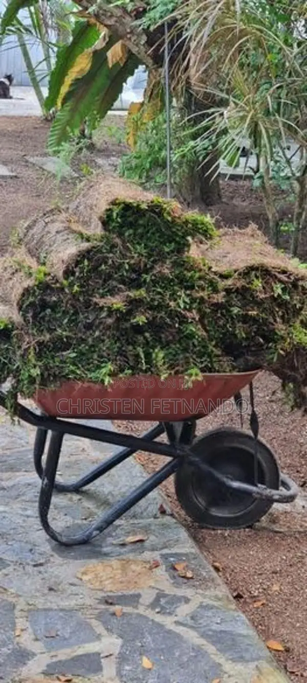 Malaysian Carpet Grass