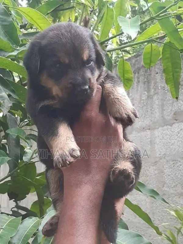German Shepherd Puppy