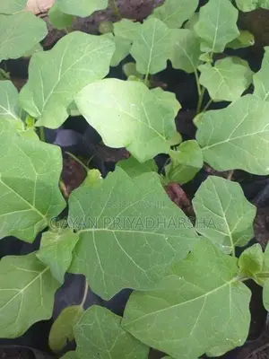 තිත් බටු පැළ