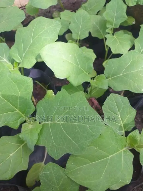 තිත් බටු පැළ