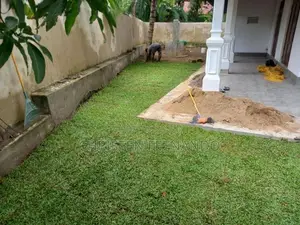 Malaysian Carpet Grass