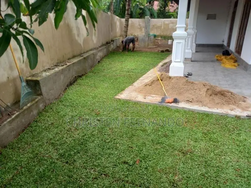 Malaysian Carpet Grass