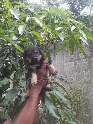 German Shepherd Puppy