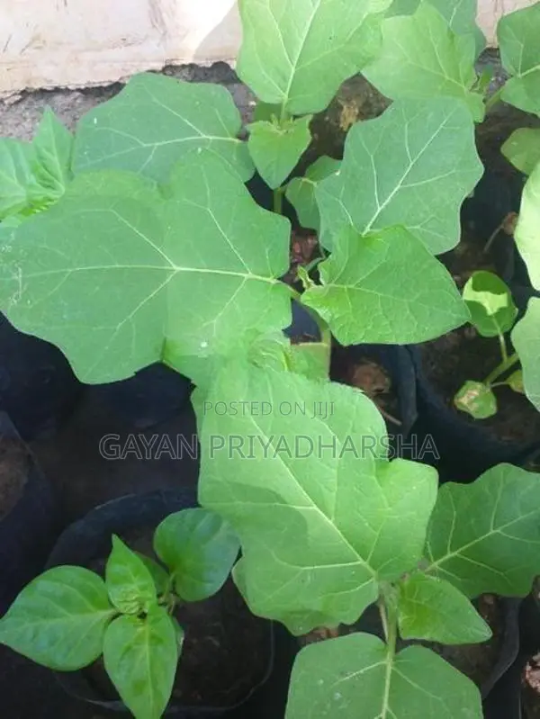 තිත් බටු පැළ