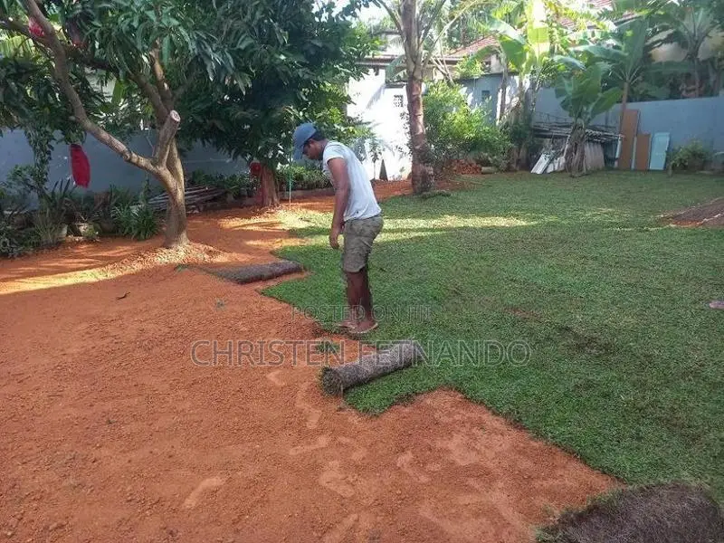 Malaysian Carpet Grass