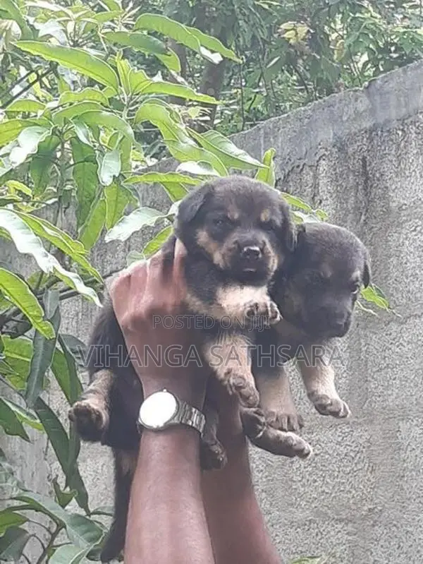 German Shepherd Puppy