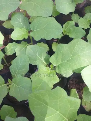 තිත් බටු පැළ
