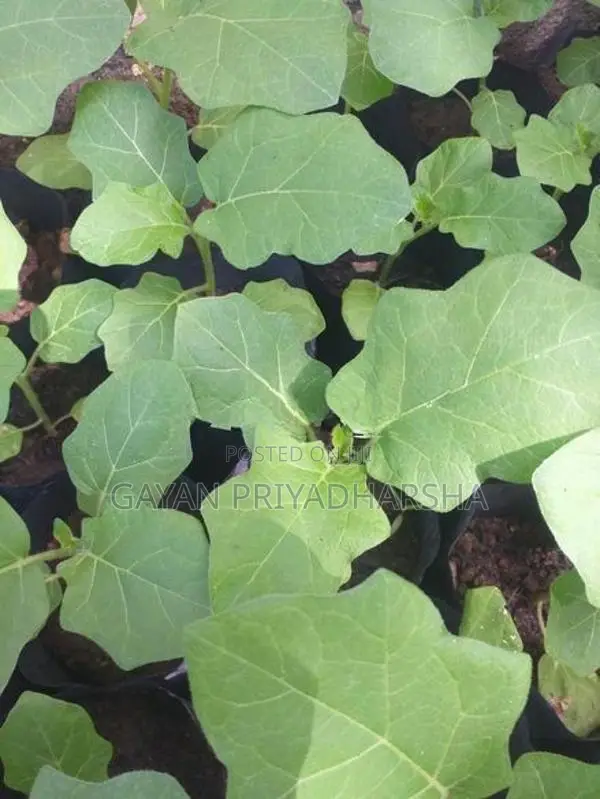 තිත් බටු පැළ