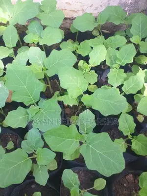 තිත් බටු පැළ