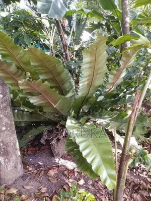 Birds Net Fern