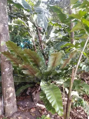 Birds Net Fern