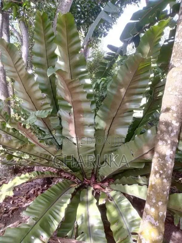 Birds Net Fern