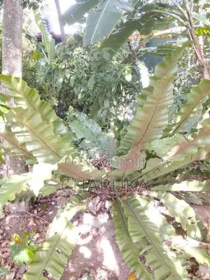 Birds Net Fern