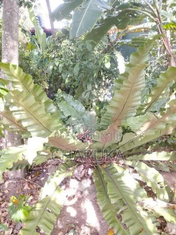 Birds Net Fern