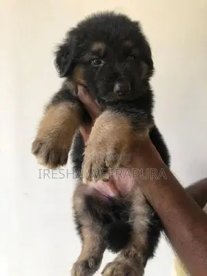 German Shepherd Puppy