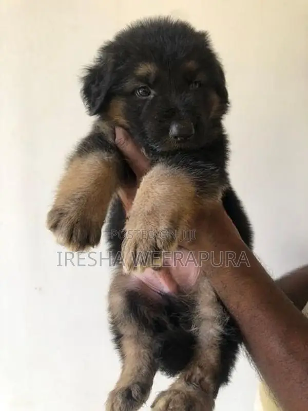 German Shepherd Puppy